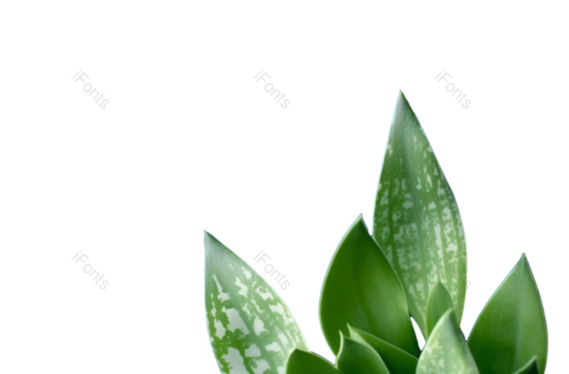 叶子图片,装饰元素,清新PNG,生态环境免抠素材
